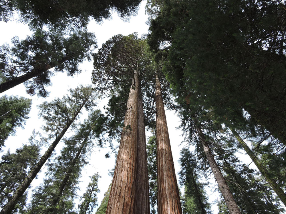 California,