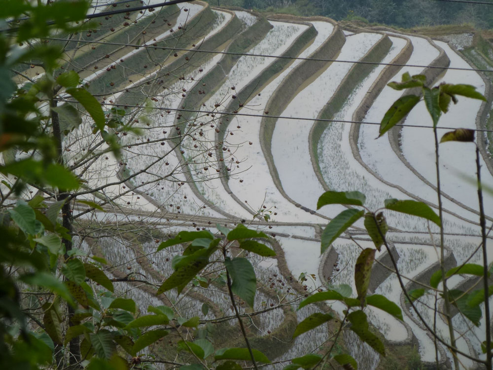 Yunnan, risaie