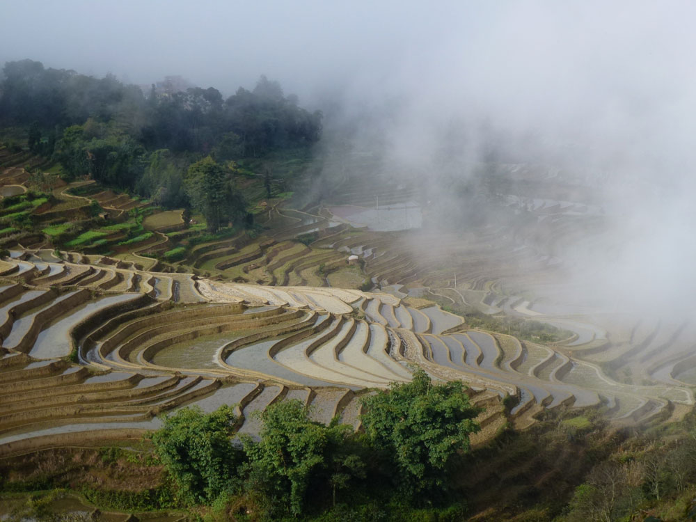 Yunnan, risaie