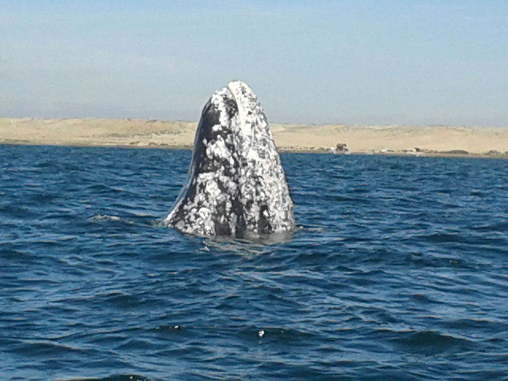 Baja California,