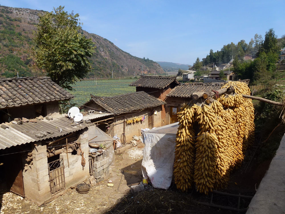 Yunnan pannocchie,