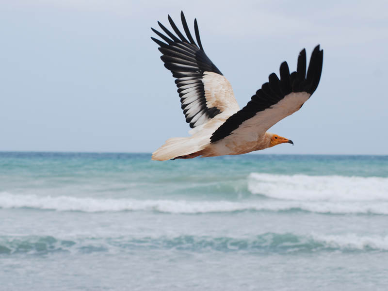 Avvoltoio egiziano in volo
